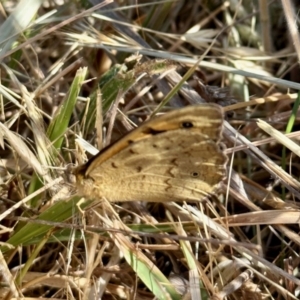 Heteronympha merope at Belconnen, ACT - 7 Nov 2023 09:41 AM