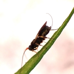 Megalyra sp. (genus) at Aranda Bushland - 27 Oct 2023