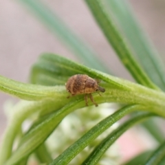 Unidentified Weevil (Curculionoidea) at Aranda Bushland - 27 Oct 2023 by CathB