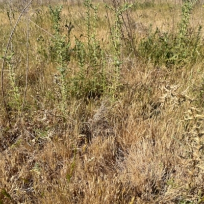 Carthamus lanatus (Saffron Thistle) at Aranda Bushland - 7 Nov 2023 by KMcCue