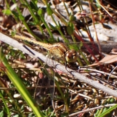 Diplacodes bipunctata (Wandering Percher) at Belconnen, ACT - 30 Oct 2023 by CathB