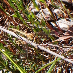 Diplacodes bipunctata at Mount Painter - 31 Oct 2023