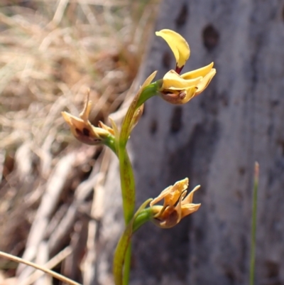 Diuris sulphurea (Tiger Orchid) at Mount Painter - 30 Oct 2023 by CathB