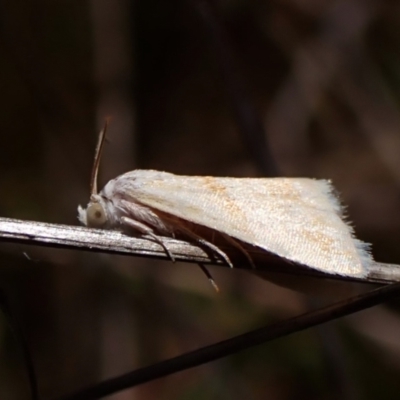 Eublemma inconspicua (Inconspicuous Eublemma) at Belconnen, ACT - 31 Oct 2023 by CathB