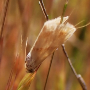 Eublemma inconspicua at Mount Painter - 31 Oct 2023