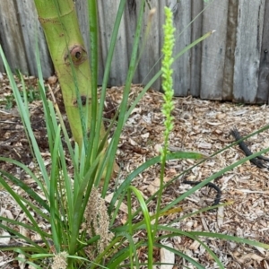 Microtis sp. at Aranda, ACT - 6 Nov 2023