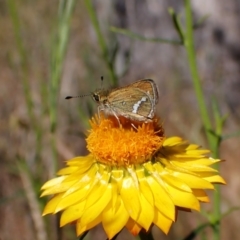 Taractrocera papyria (White-banded Grass-dart) at Cook, ACT - 31 Oct 2023 by CathB