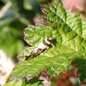 Macrobathra desmotoma at Aranda Bushland - 2 Nov 2023