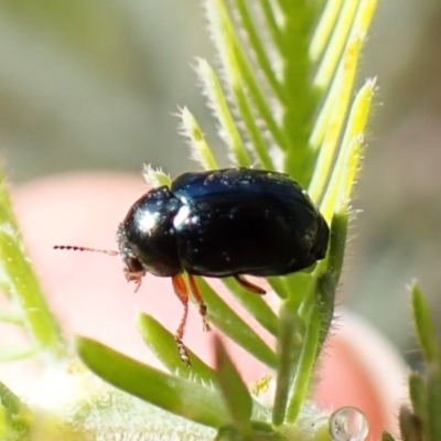 Ditropidus sp. (genus) (Leaf beetle) at Belconnen, ACT - 1 Nov 2023 by CathB