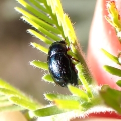 Ditropidus sp. (genus) at Aranda Bushland - 2 Nov 2023