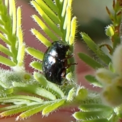 Ditropidus sp. (genus) at Aranda Bushland - 2 Nov 2023