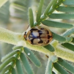 Peltoschema hamadryas at Aranda Bushland - 2 Nov 2023 10:02 AM