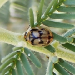 Peltoschema hamadryas at Aranda Bushland - 2 Nov 2023