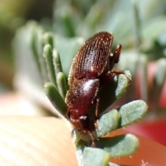 Elateridae (family) (Unidentified click beetle) at Belconnen, ACT - 2 Nov 2023 by CathB