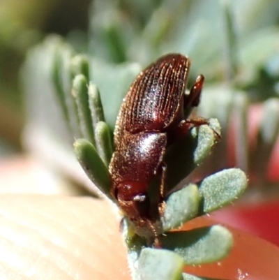 Elateridae sp. (family) (Unidentified click beetle) at Aranda Bushland - 1 Nov 2023 by CathB