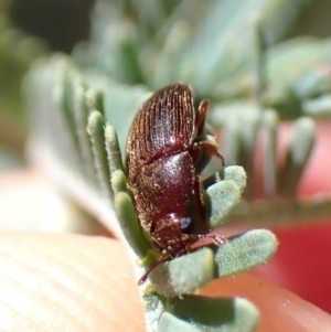 Elateridae sp. (family) at Aranda Bushland - 2 Nov 2023