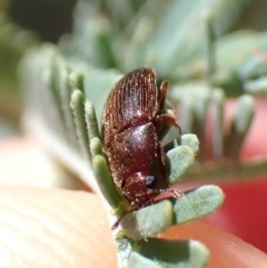 Elateridae sp. (family) at Aranda Bushland - 2 Nov 2023