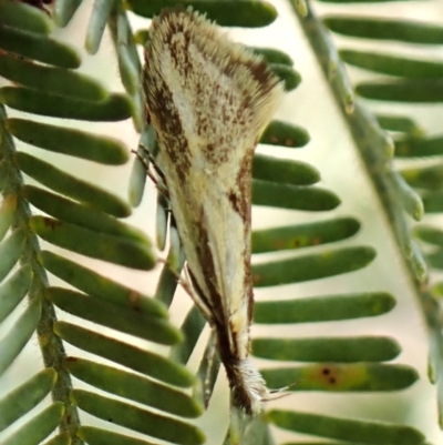 Thema macroscia (A concealer moth) at Belconnen, ACT - 1 Nov 2023 by CathB