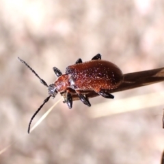 Ecnolagria sp. (genus) (A brown darkling beetle) at Aranda Bushland - 1 Nov 2023 by CathB