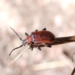 Ecnolagria sp. (genus) at Aranda Bushland - 2 Nov 2023 10:26 AM