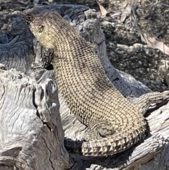 Egernia cunninghami (Cunningham's Skink) at Mount Majura - 6 Nov 2023 by Louisab