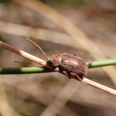 Edusella sp. (genus) (A leaf beetle) at Aranda Bushland - 2 Nov 2023 by CathB