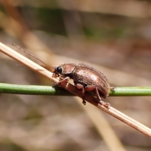 Edusella sp. (genus) at Aranda Bushland - 2 Nov 2023 10:32 AM