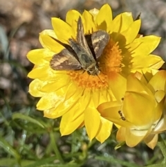 Taractrocera papyria (White-banded Grass-dart) at Nanima, NSW - 7 Nov 2023 by 81mv