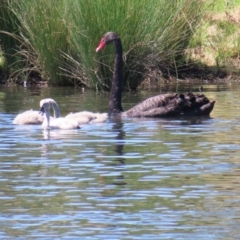 Cygnus atratus (Black Swan) at Tuggeranong Creek to Monash Grassland - 6 Nov 2023 by MatthewFrawley