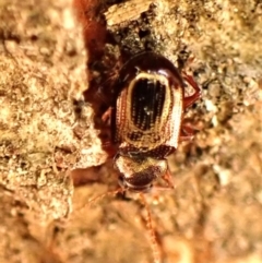 Unidentified Beetle (Coleoptera) at Belconnen, ACT - 1 Nov 2023 by CathB