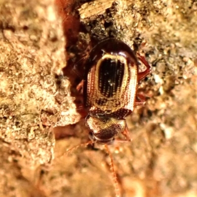 Unidentified Beetle (Coleoptera) at Belconnen, ACT - 1 Nov 2023 by CathB