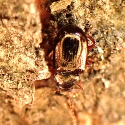 Unidentified Beetle (Coleoptera) at Aranda Bushland - 1 Nov 2023 by CathB