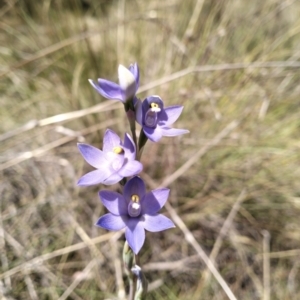 Thelymitra megcalyptra at QPRC LGA - 29 Oct 2023