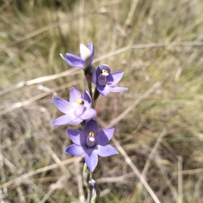 Thelymitra megcalyptra (Swollen Sun Orchid) at QPRC LGA - 29 Oct 2023 by Zoed