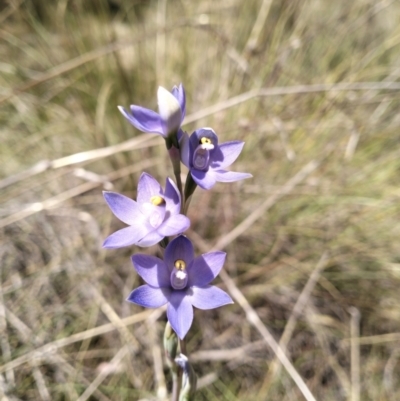 Thelymitra megcalyptra (Swollen Sun Orchid) at Carwoola, NSW - 29 Oct 2023 by Zoed