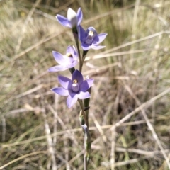 Thelymitra megcalyptra at QPRC LGA - 29 Oct 2023