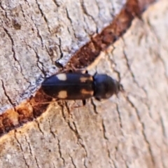 Austrocardiophorus assimilis (Click beetle) at Aranda Bushland - 2 Nov 2023 by CathB