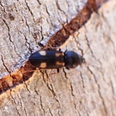 Austrocardiophorus assimilis (Click beetle) at Aranda Bushland - 2 Nov 2023 by CathB