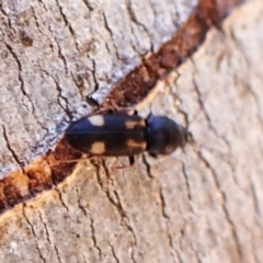 Austrocardiophorus assimilis (Click beetle) at Belconnen, ACT - 1 Nov 2023 by CathB