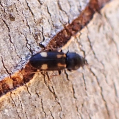 Austrocardiophorus assimilis (Click beetle) at Belconnen, ACT - 1 Nov 2023 by CathB