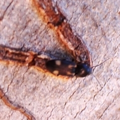 Austrocardiophorus assimilis at Aranda Bushland - 2 Nov 2023