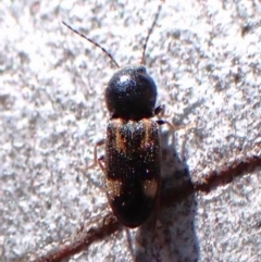 Austrocardiophorus assimilis at Aranda Bushland - 2 Nov 2023 10:58 AM