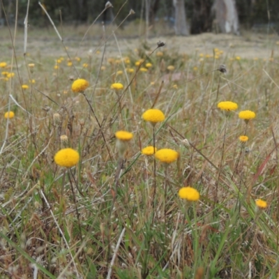 Leptorhynchos squamatus (Scaly Buttons) at Bonner, ACT - 4 Nov 2023 by michaelb