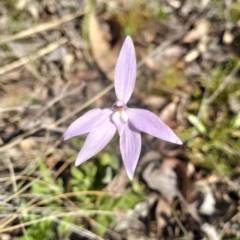 Glossodia major (Wax Lip Orchid) at Kowen, ACT - 13 Oct 2023 by Zoed