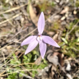 Glossodia major at Kowen, ACT - 13 Oct 2023