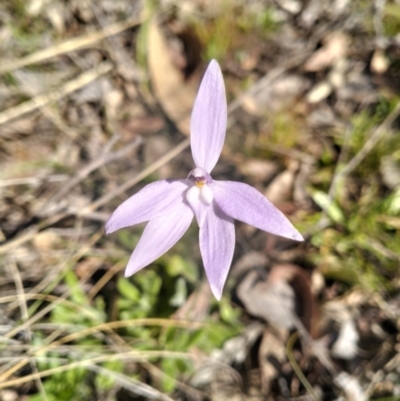 Glossodia major (Wax Lip Orchid) at Kowen, ACT - 13 Oct 2023 by Zoed