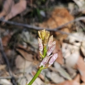 Dipodium sp. at Murramarang National Park - 6 Nov 2023