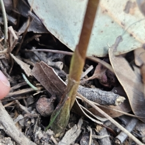 Dipodium sp. at Murramarang National Park - 6 Nov 2023