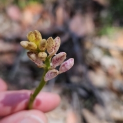 Dipodium sp. at Murramarang National Park - 6 Nov 2023