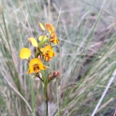 Diuris semilunulata (Late Leopard Orchid) at Carwoola, NSW - 26 Oct 2023 by Zoed